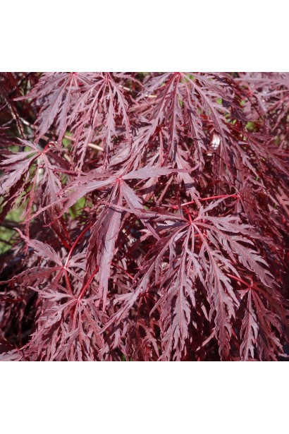 Клен віяловий Інаба-шідара